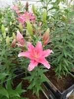 [5358 Veyron DJ No01.JPG]